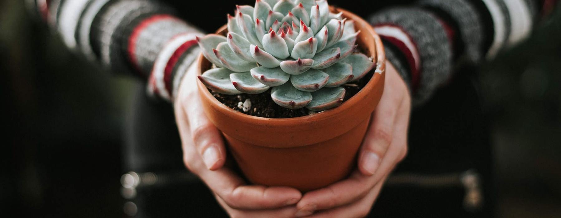 woman holding a potted succulent